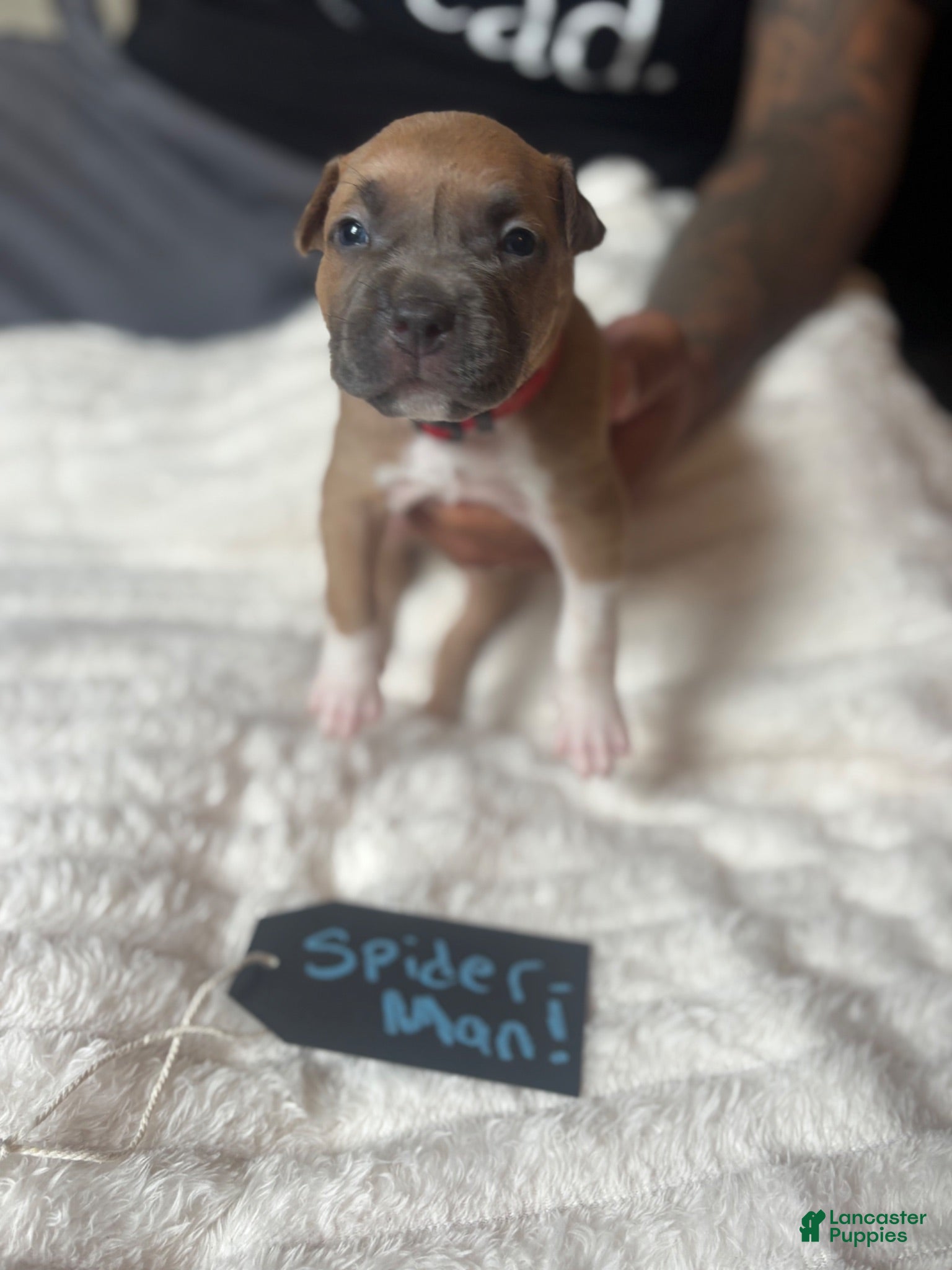 American Pit Bull Terrier dogs Spider-man  - Ad 16