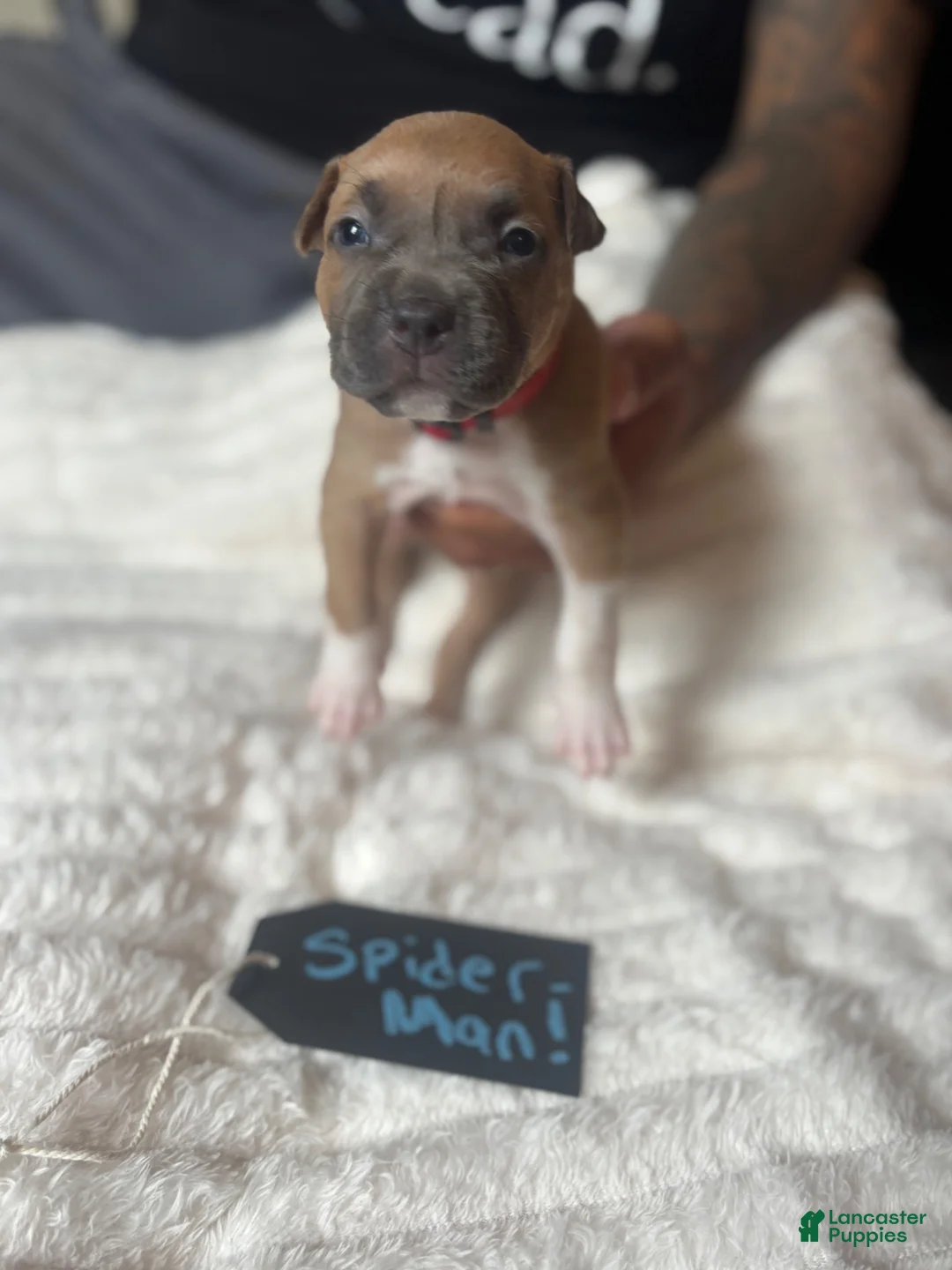 American Pit Bull Terrier dogs for sale: Spider-man  - Ad 1