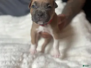 American Pit Bull Terrier dogs Spider-man - Ad 2