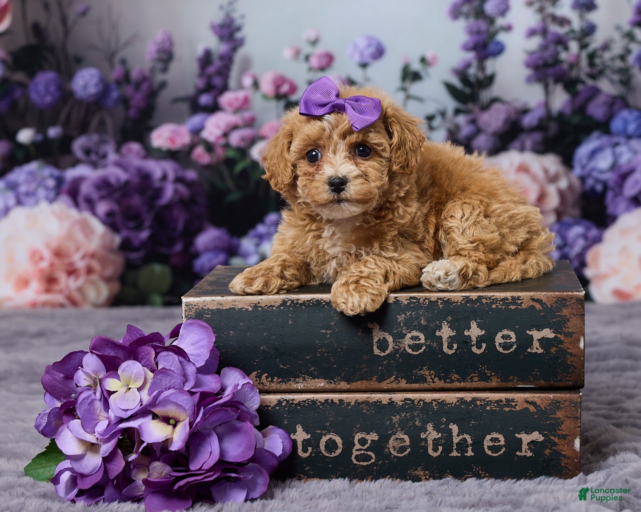 Bichpoo dogs Diamond - Ad 1