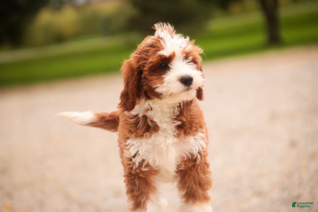 Cavapoo dogs Bella Cavapoo  - Ad 2