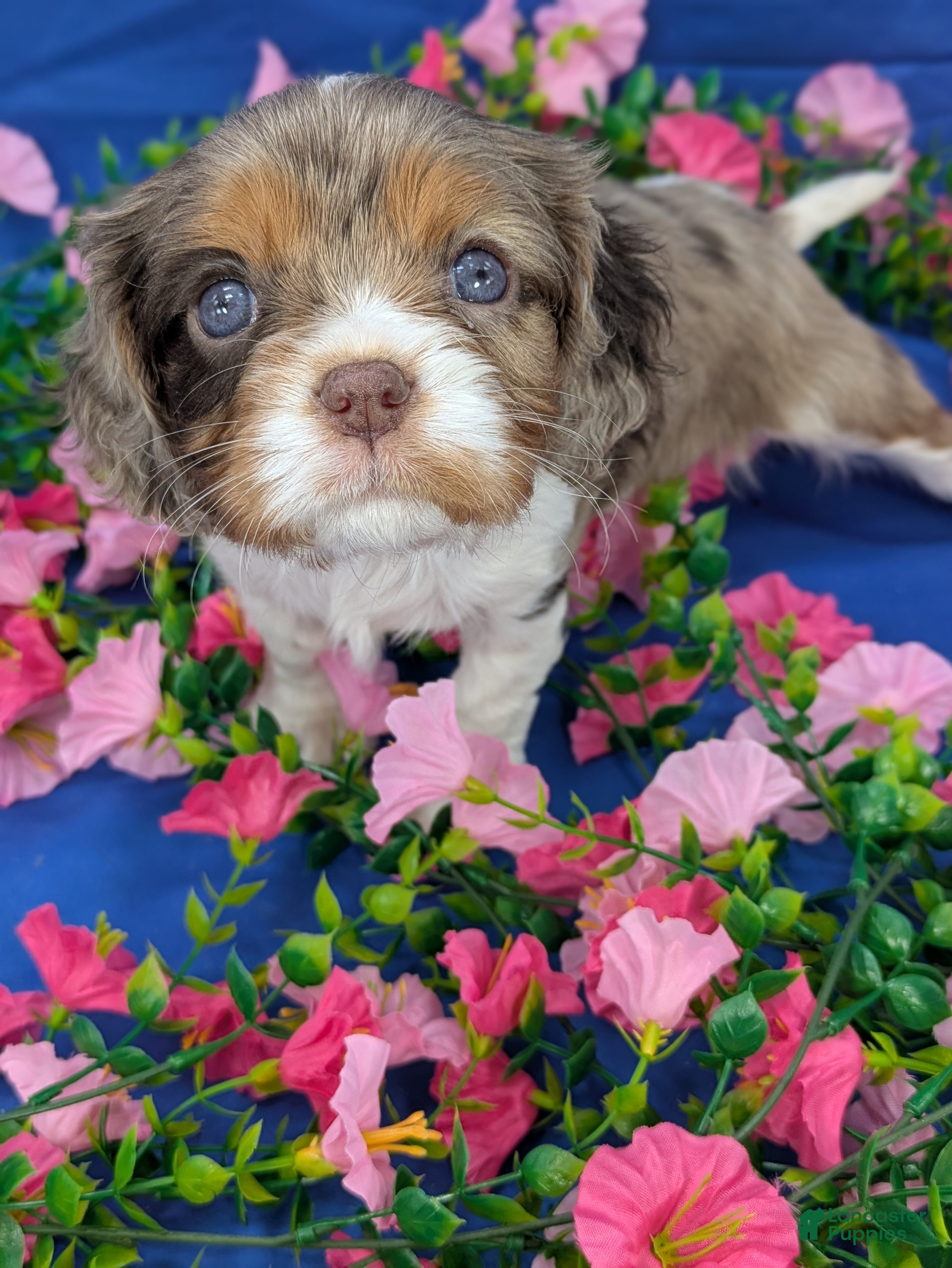 Cavalier King Charles Spaniel dogs Bellini  - Ad 1