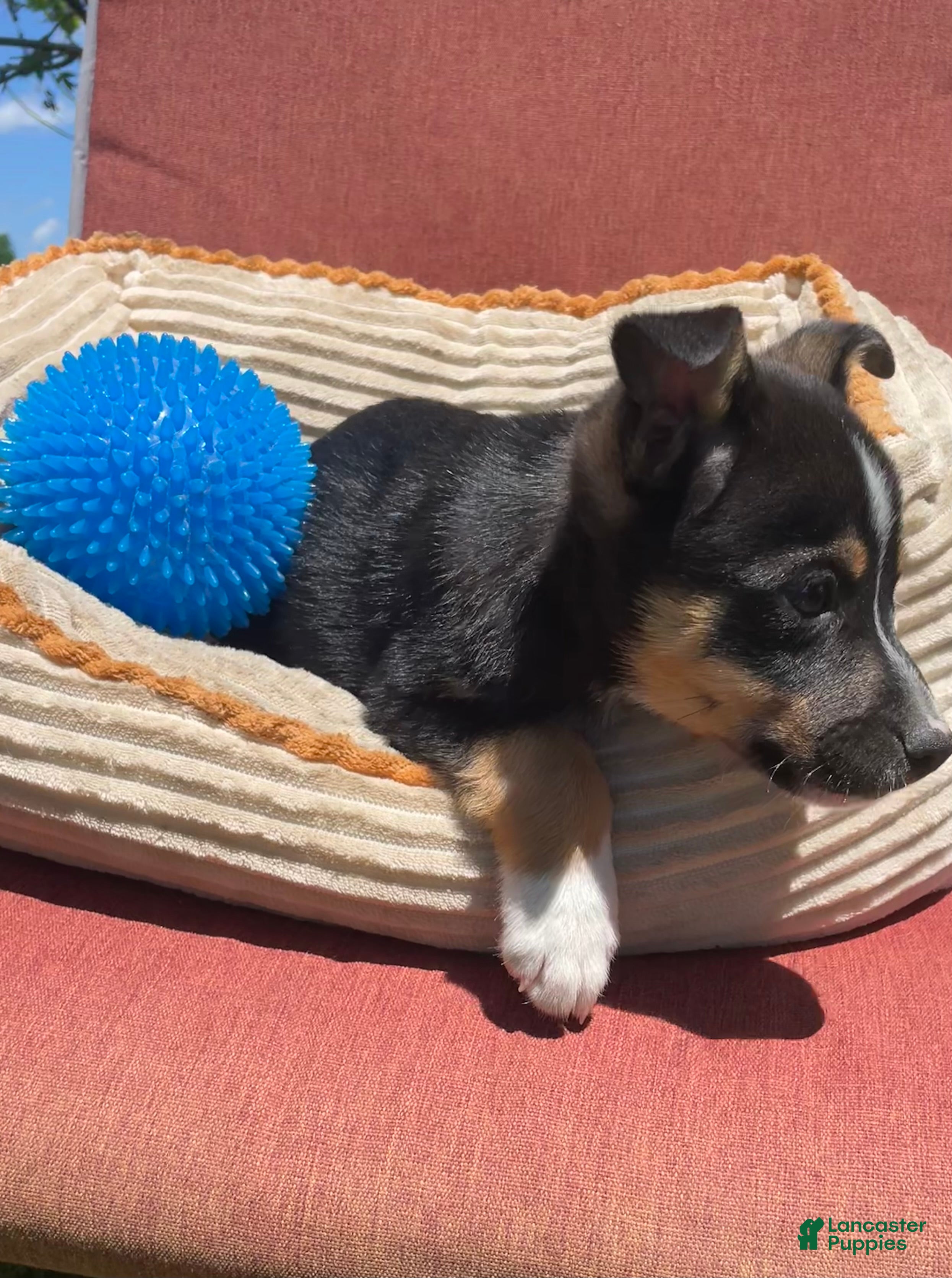 Mixed Breed dogs Cody - Ad 24