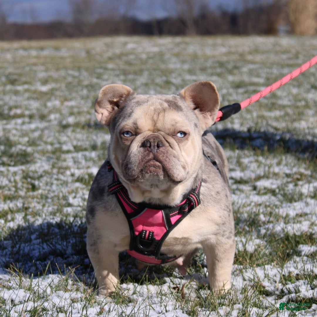 French Bulldog dogs for sale: Ava - Ad 6