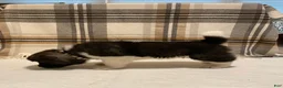 Akita dogs for sale: Mya - Ad 7