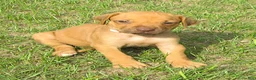 Rhodesian Ridgeback dogs for sale: Rhodesian Ridgeback 5 - Ad 4