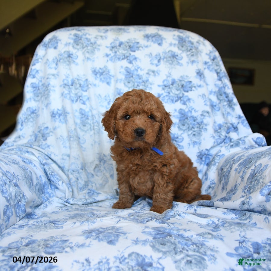 Labradoodle dogs Ellain - Ad 1