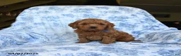 Labradoodle dogs for sale: Ellain - Ad 1