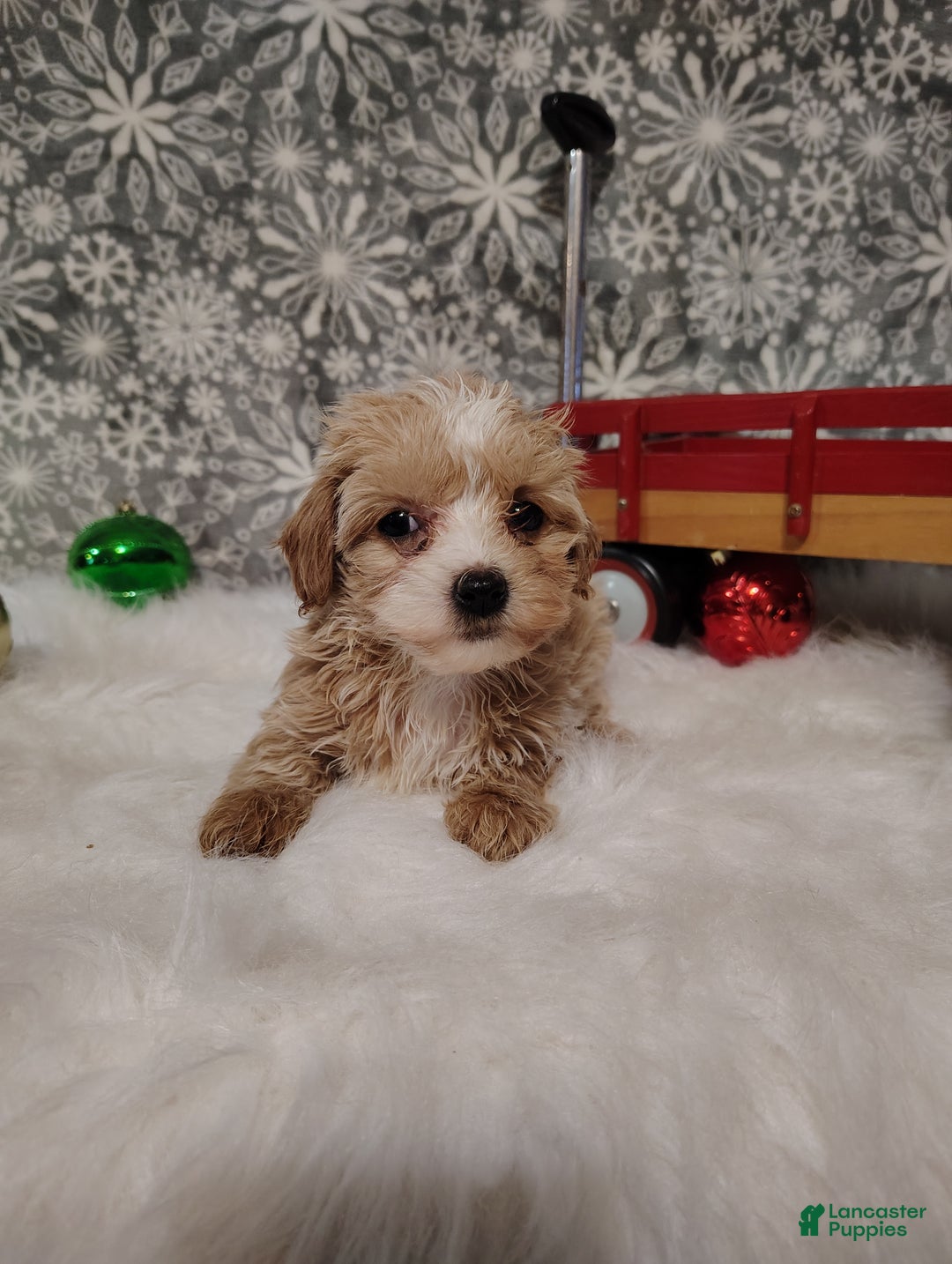 Maltipoo dogs for sale: Ivy - Ad 2