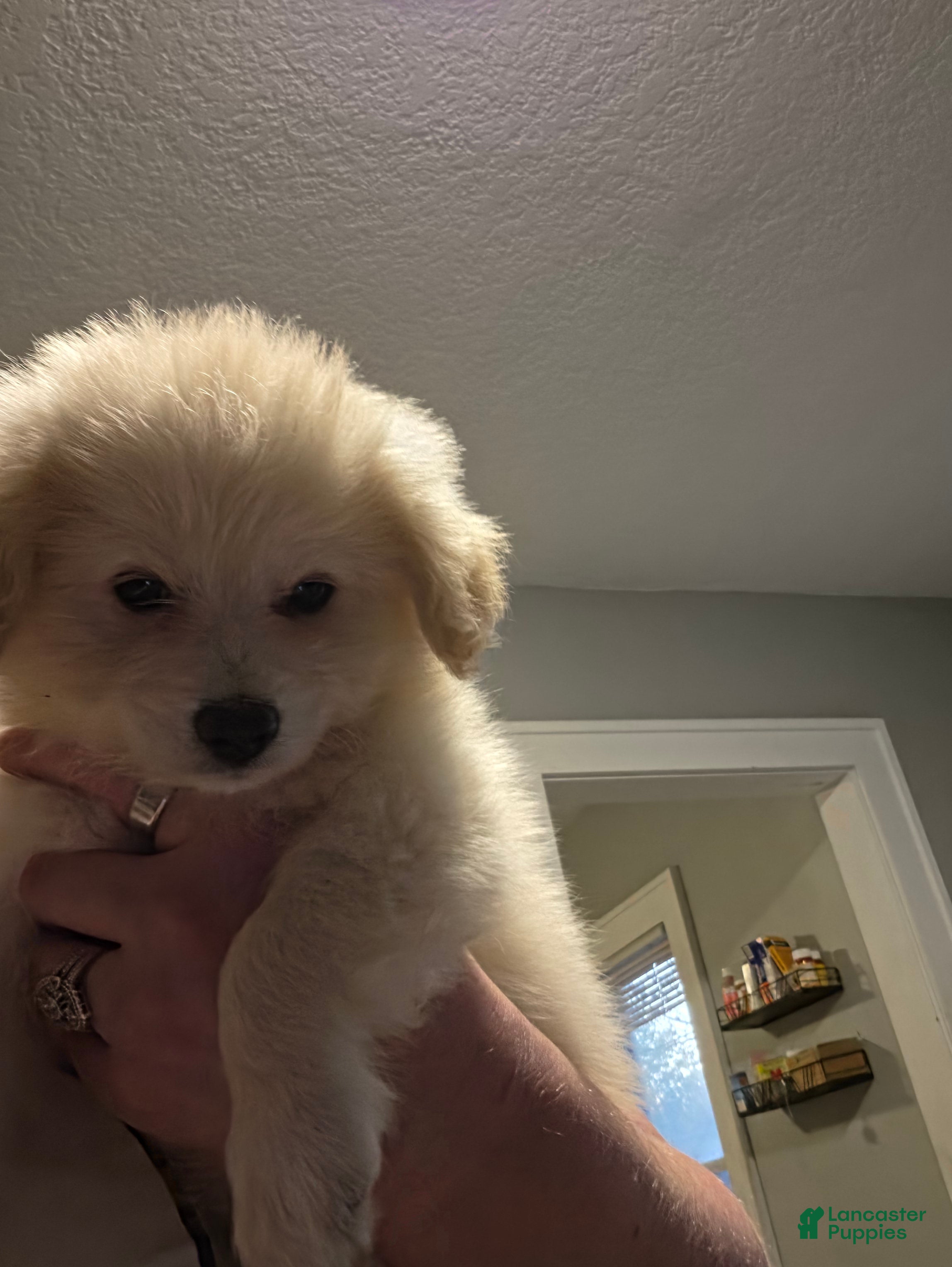 Eskipoo dogs for sale: Bella - Ad 3