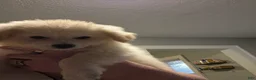 Eskipoo dogs for sale: Bella - Ad 1