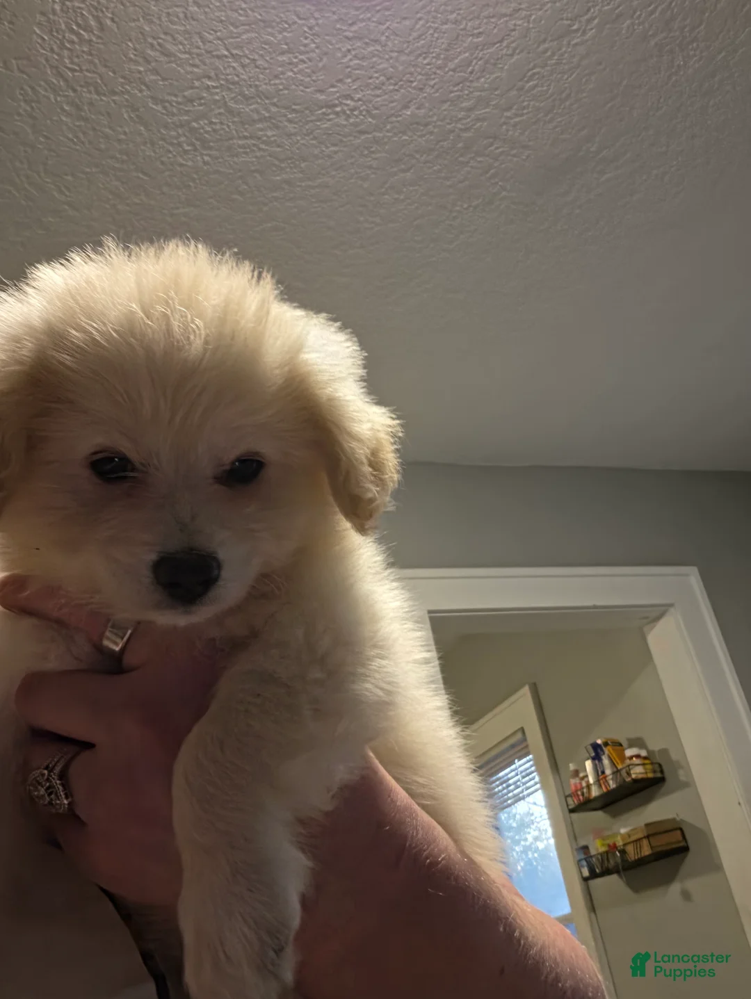 Eskipoo dogs for sale: Bella - Ad 1
