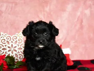 Mixed Breed dogs Noel - Ad 30