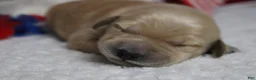 Golden Retriever dogs for sale: Babka - Ad 12