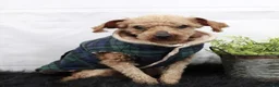 Shihpoo dogs for sale: Shihpoo 2 - Ad 8