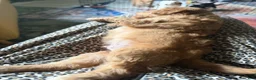 Aussiedoodle dogs for sale: Coach - Ad 7