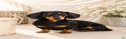Miniature Dachshund dogs for sale: Sport - Ad 6