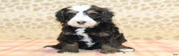Mini Bernedoodle dogs for sale: Nate - Ad 9