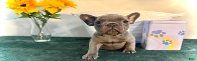 French Bulldog Puppy 2