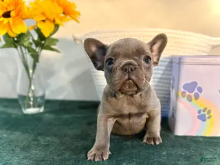 French Bulldog dogs for sale: French Bulldog Puppy 2 - Ad 3