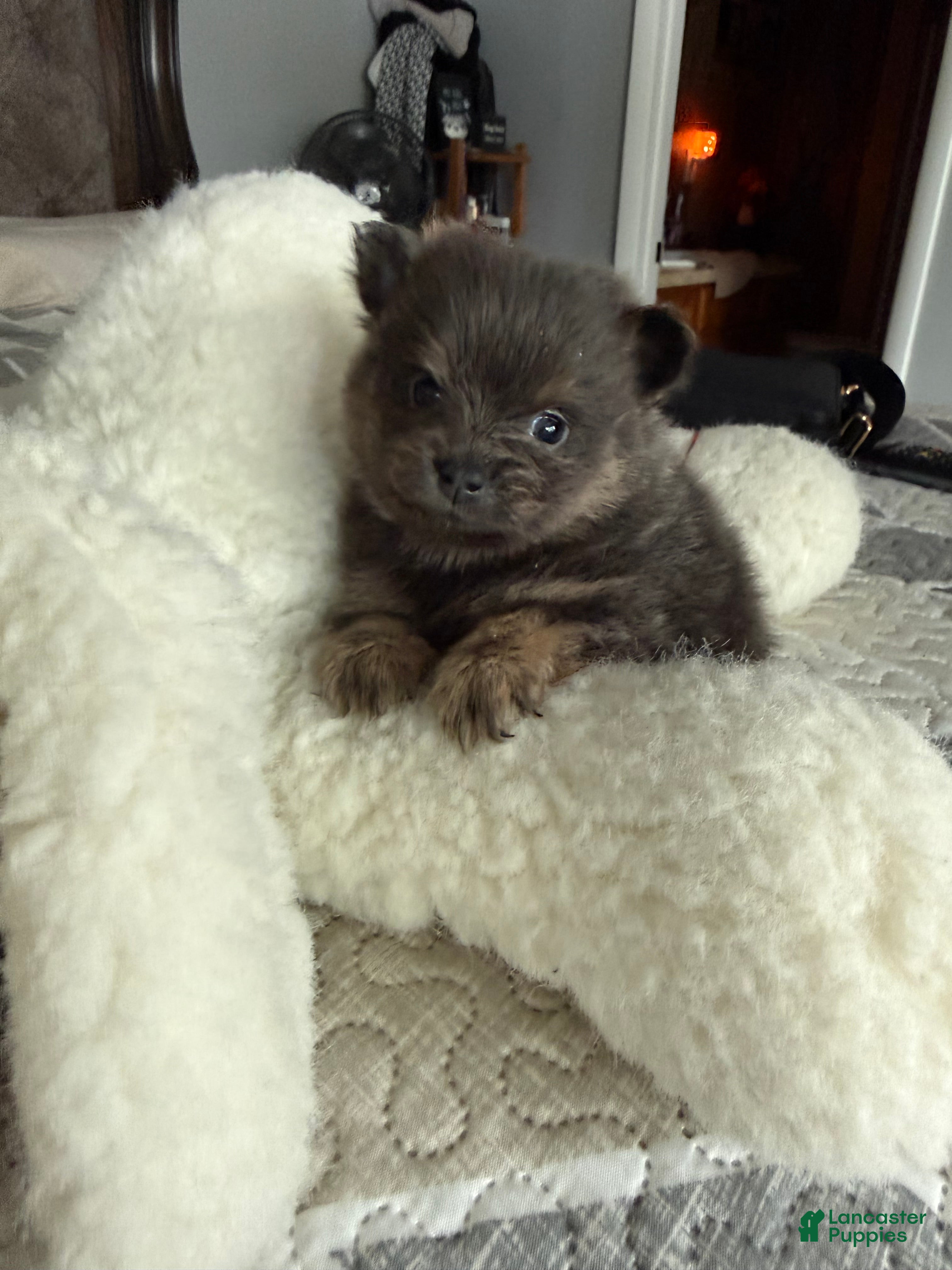 Pomeranian dogs Kai - Ad 30