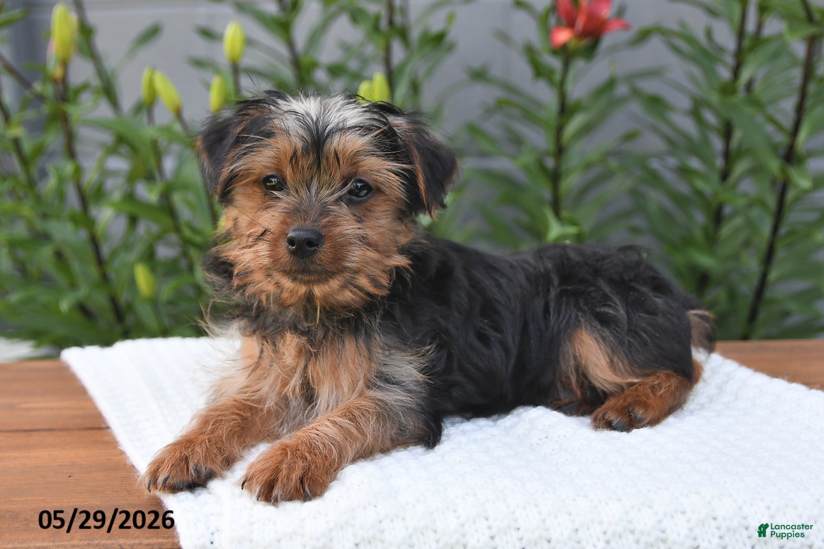 Yorkshire Terrier dogs Lula - Ad 1
