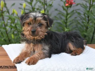 Yorkshire Terrier dogs for sale: Lula - Ad 3