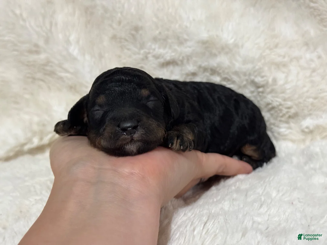 Toy Poodle dogs for sale: Nash - Ad 2