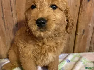 Mini Goldendoodle dogs Bryce - Ad 28