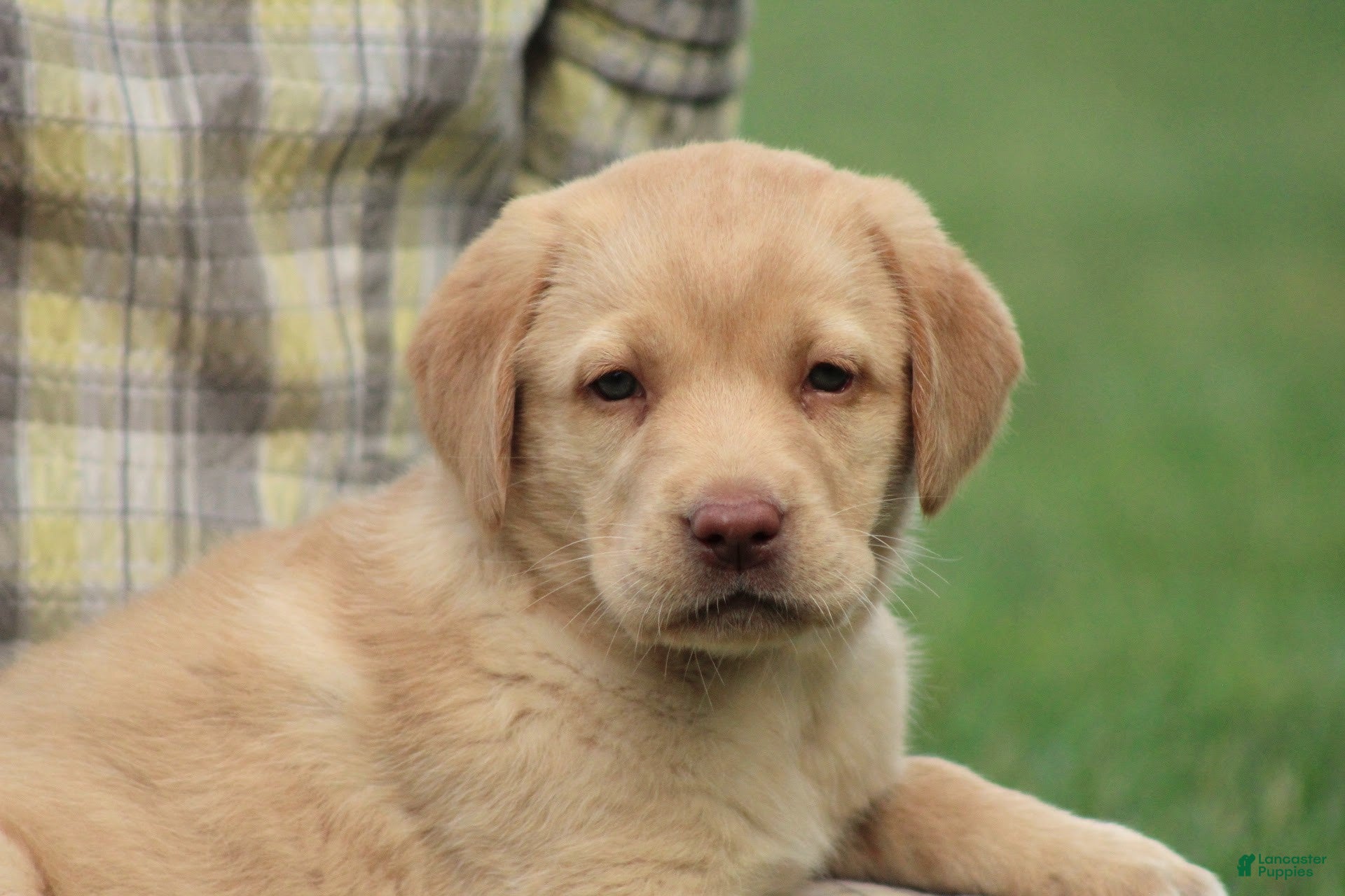 Labrador Retriever dogs Aspen - Ad 1