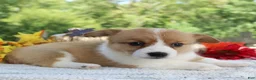 Welsh Corgi Pembroke dogs for sale: Sadie - Ad 3