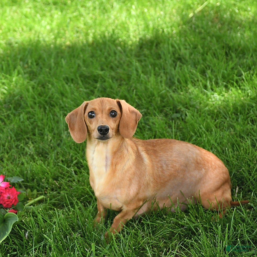 Miniature Dachshund dogs for sale: Tommy - Ad 6