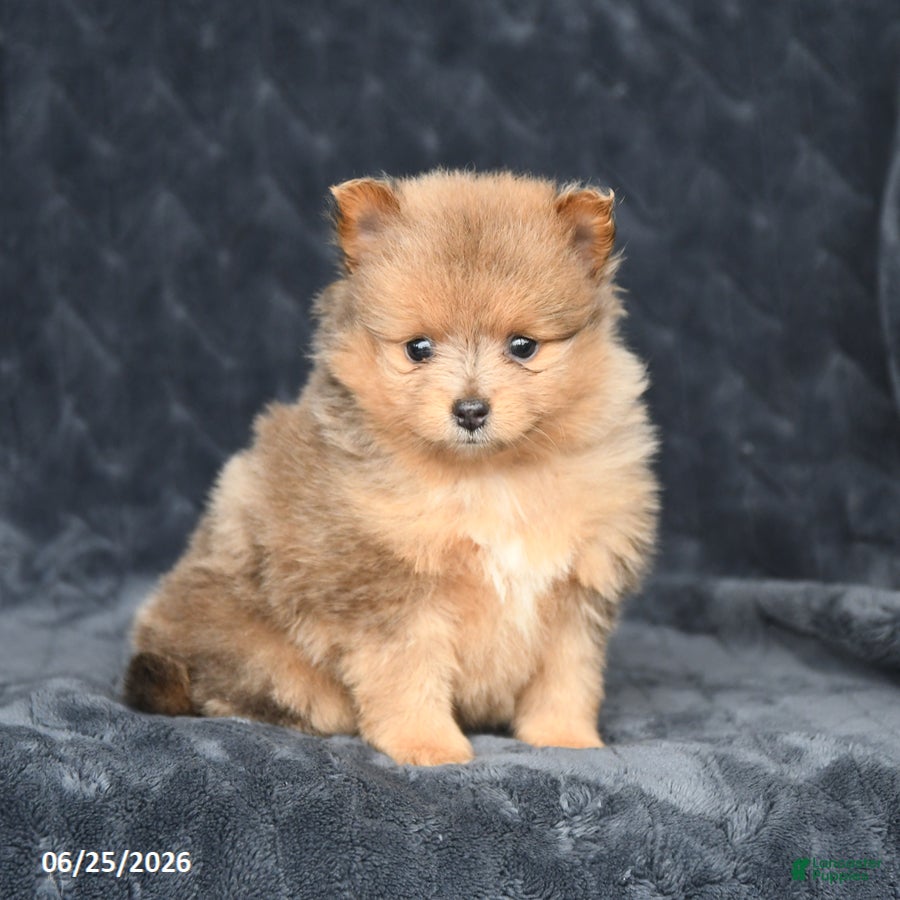 Pomeranian dogs Delilah - Ad 1