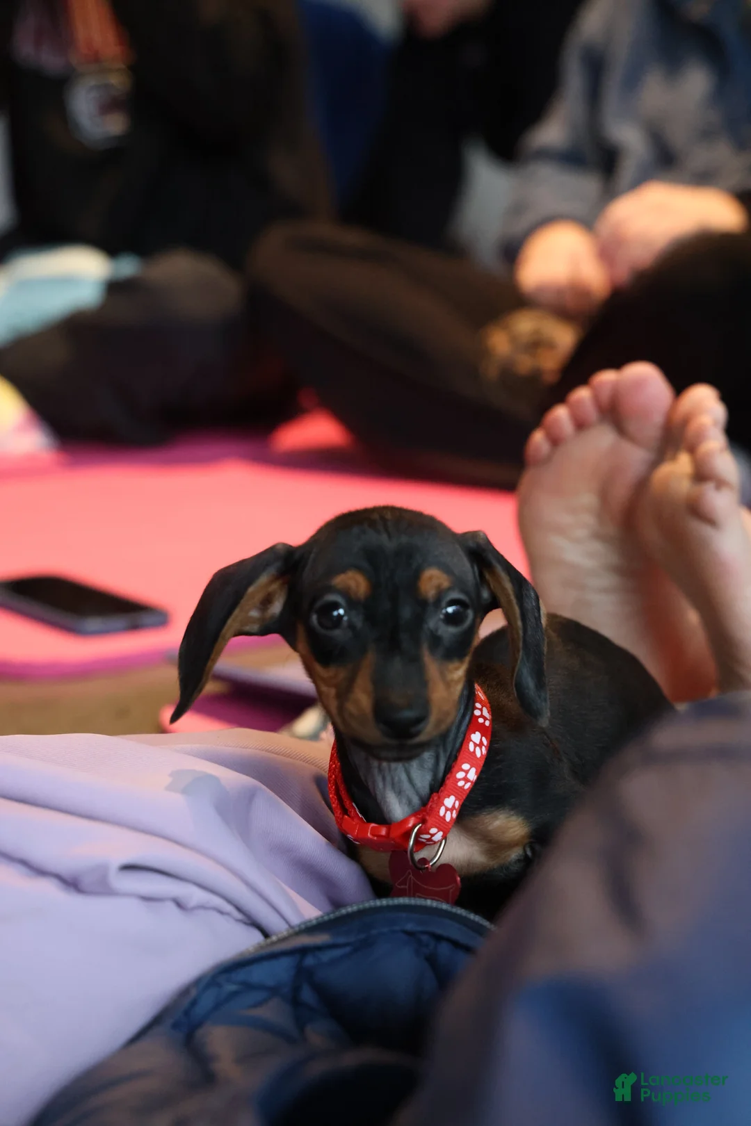 Miniature Dachshund dogs for sale: Miniature Dachshund Puppy 3 - Ad 2