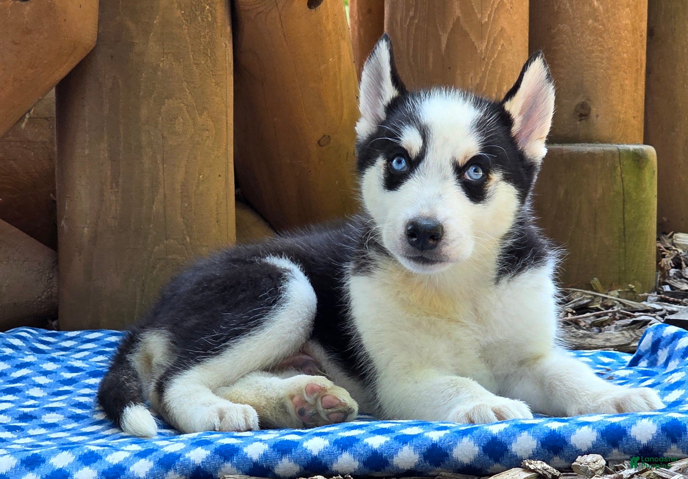 Siberian Husky dogs Felix - Ad 1