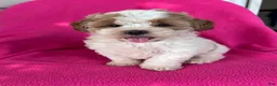 Shihpoo dogs for sale: DOLLY - Ad 11