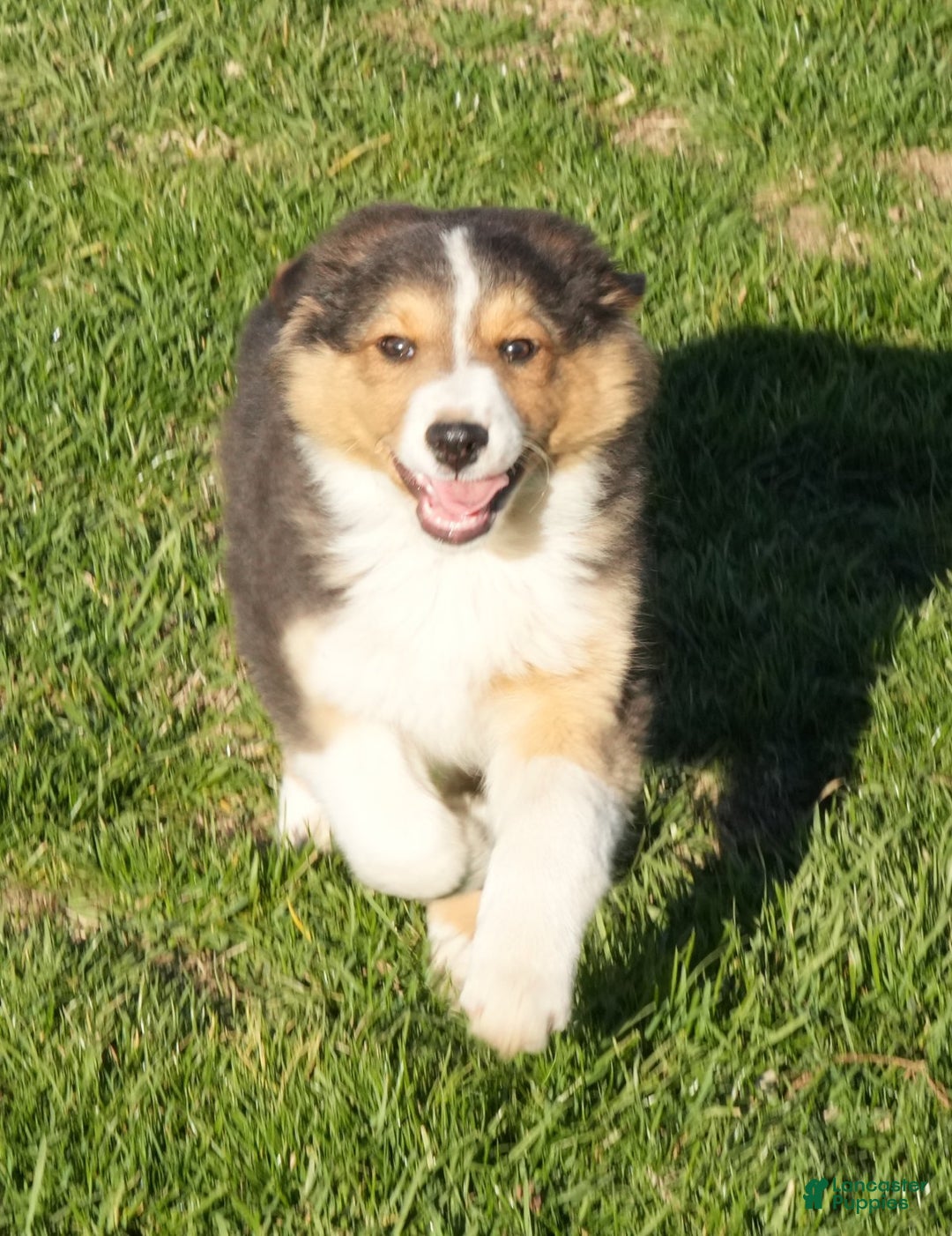 Australian Shepherd dogs for sale: Sabrina - Ad 6