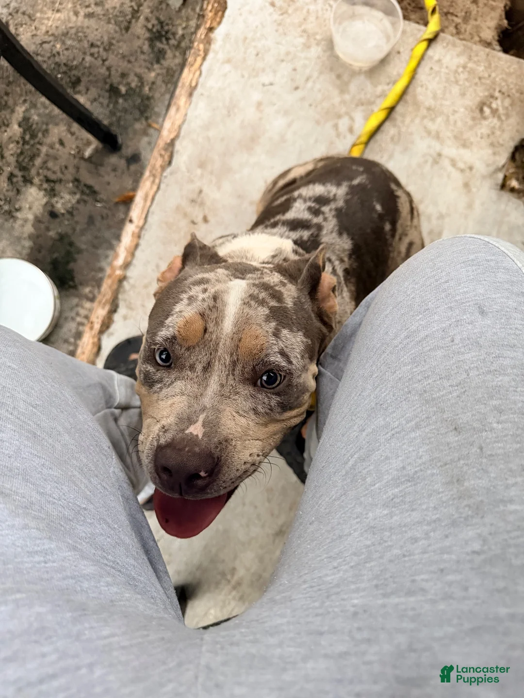 American Bully dogs for sale: Ice - Ad 2