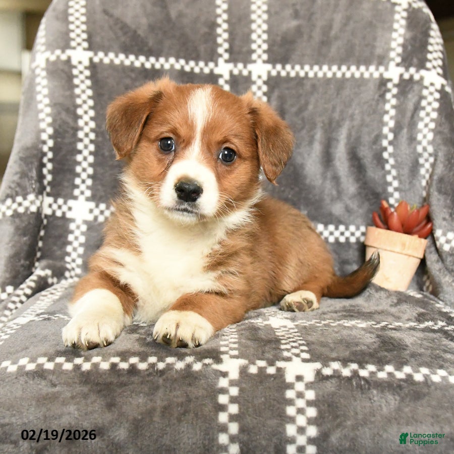 Mixed Breed dogs Lady - Ad 2