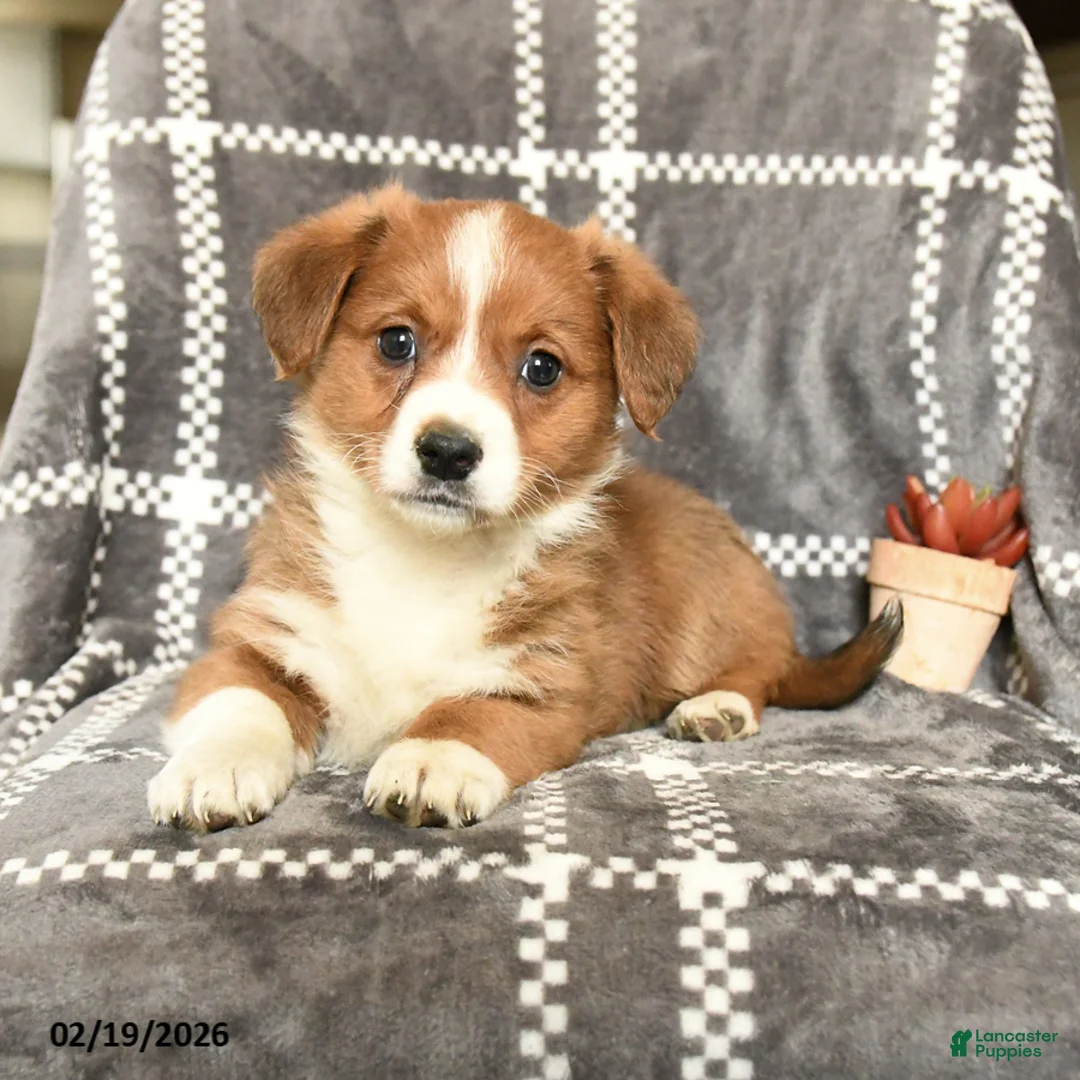 Mixed Breed dogs for sale: Lady - Ad 2