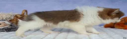 Pomeranian dogs for sale: Ernie🐾 - Ad 18