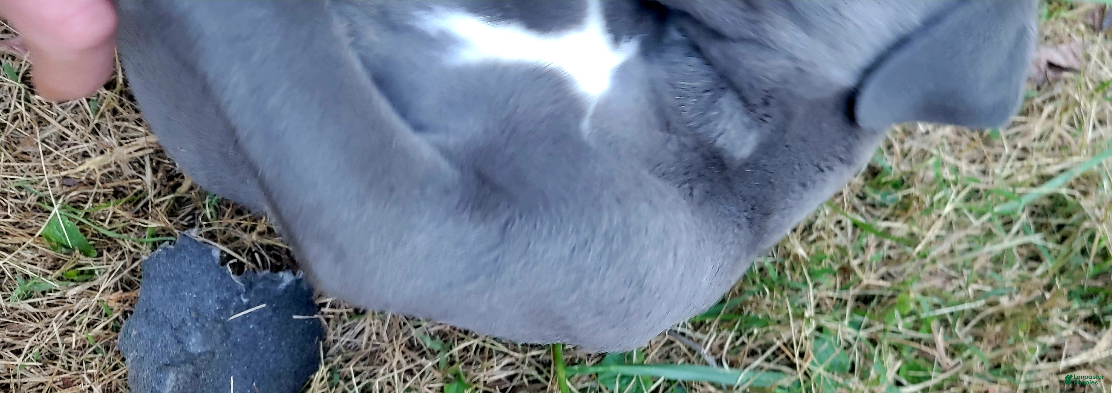 Cane Corso dogs for sale: Cane Corso 1 - Ad 1