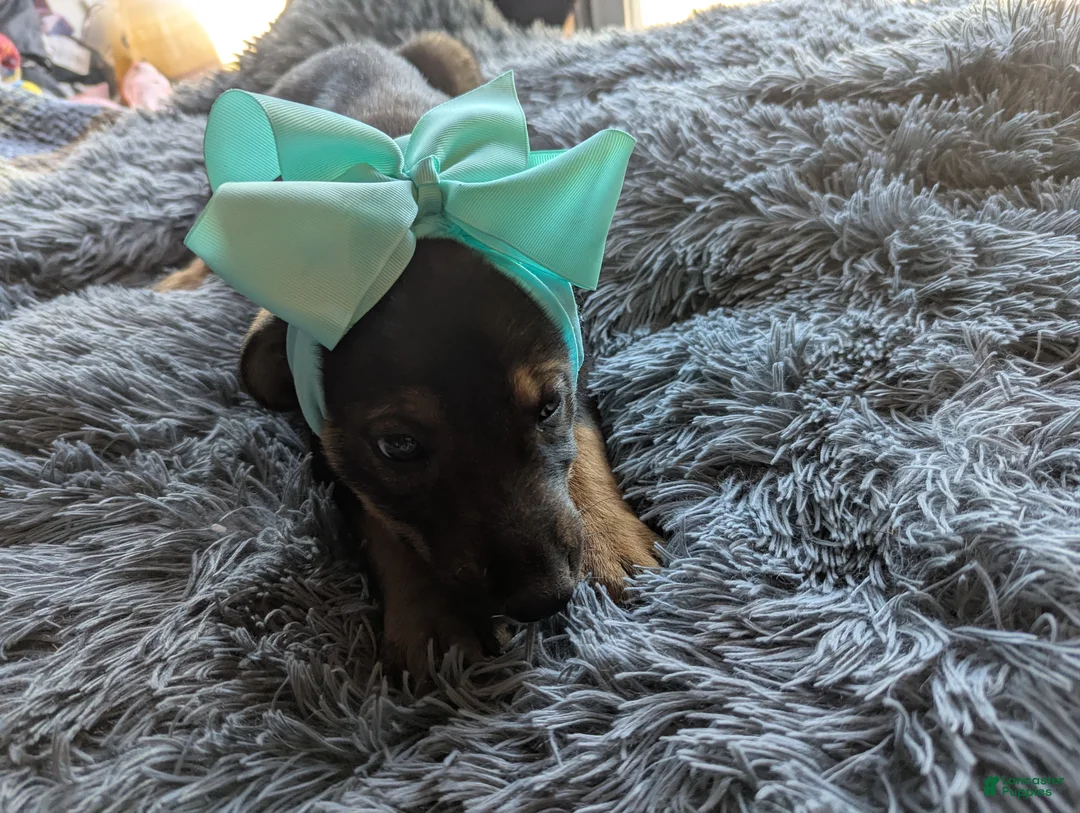 German Shepherd dogs for sale: German Shepherd Puppy 1 - Ad 1