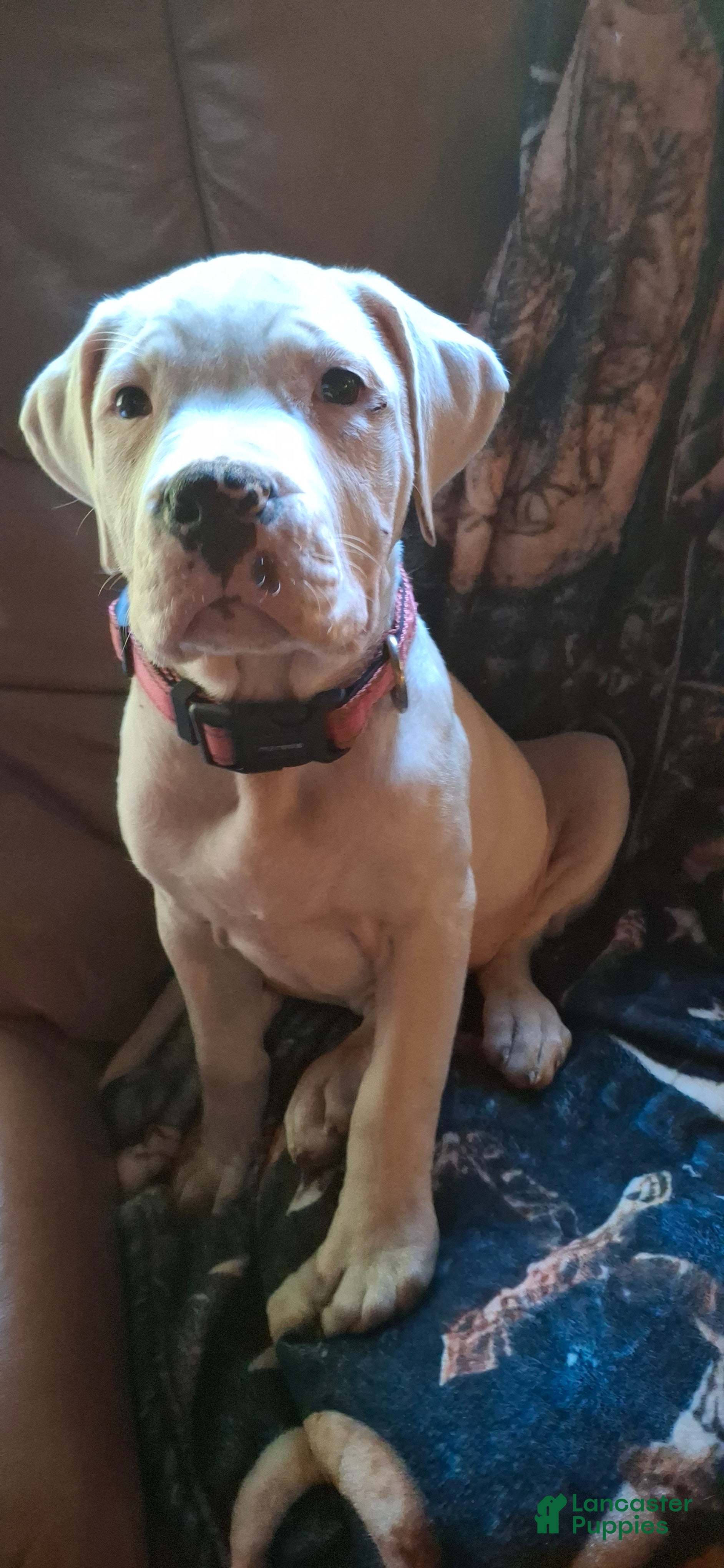 American Bulldog dogs for sale: Makoa  - Ad 19