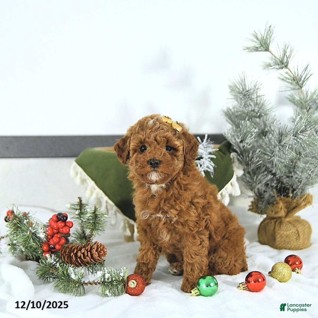 Toy Poodle dogs for sale: Ellie - Ad 3