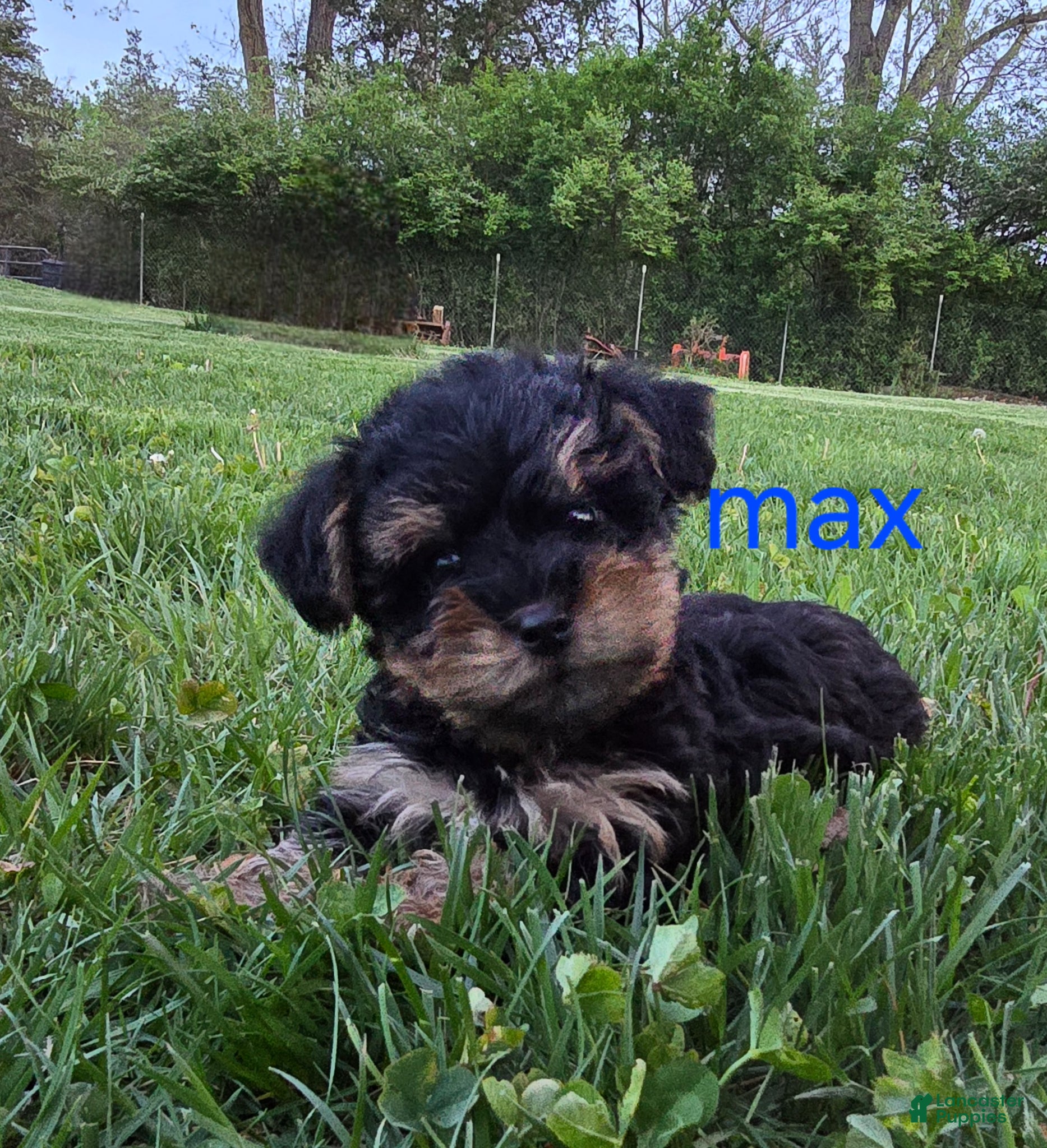Yorkiepoo dogs Max - Ad 1