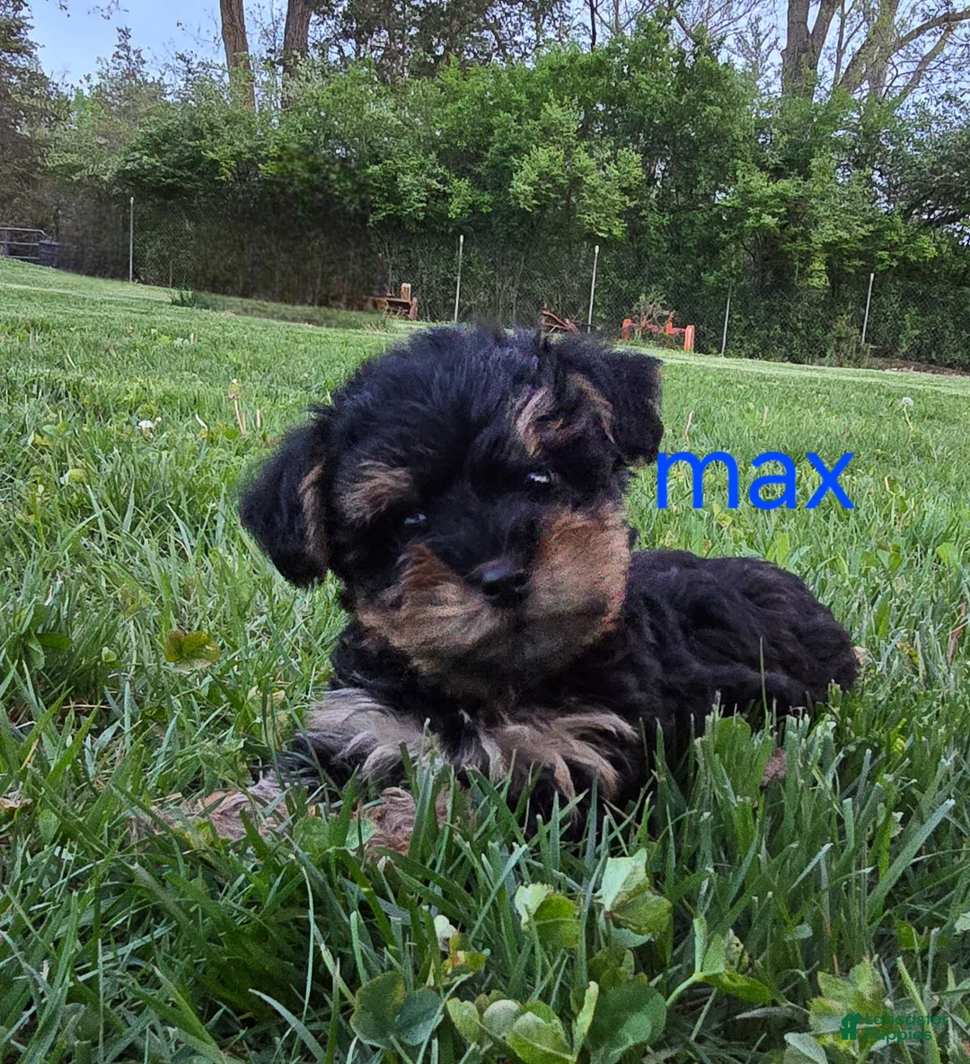 Yorkiepoo dogs for sale: Max - Ad 1
