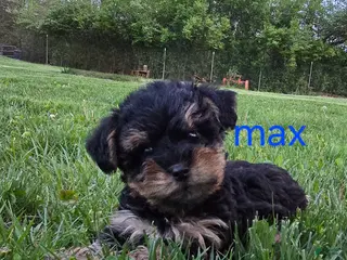Yorkiepoo dogs for sale: Max - Ad 2