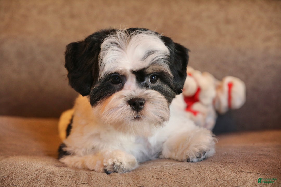 Shihpoo dogs for sale: Oliver - Ad 16