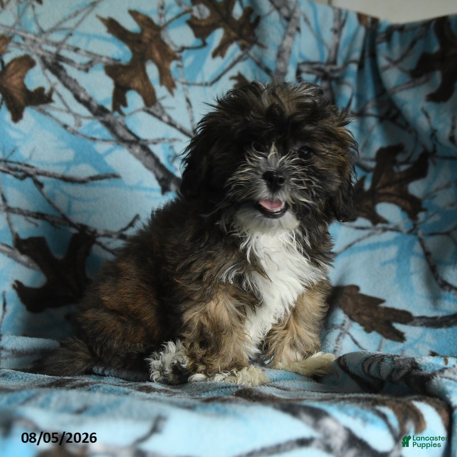 Mixed Breed dogs Uma - Ad 1